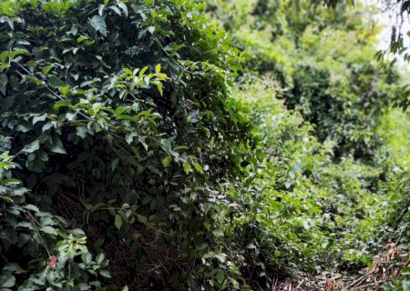 Alerta Ambiental: Lia Nogueira Reivindica Reparo do Alambrado na APA do Lajeado