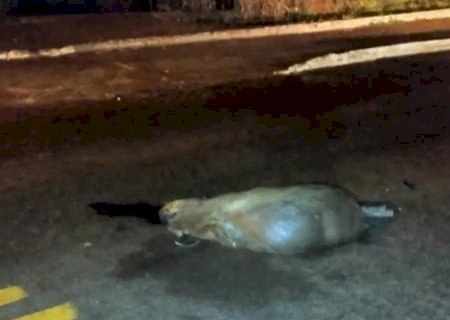 Capivara atropelada em Dourados traz alerta de riscos para motoristas