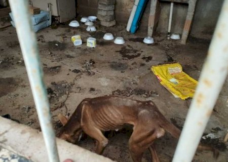 SEIS ANIMAIS SÃO RESGATADOS EM CONDIÇÕES PRECÁRIAS DURANTE OPERAÇÃO CONTRA MAUS-TRATOS
