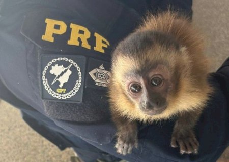 PRF flagra tráfico de animal silvestre em rodovia de MS