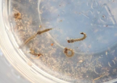 Mato Grosso do Sul registra 9.155 casos confirmados de dengue, diz boletim