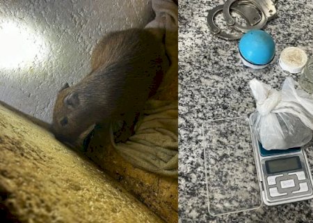 Idoso que criava capivara em cativeiro é preso por de tráfico de drogas na Vila Santa Catarina