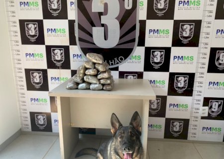 Jovem é presa pelo Canil da Polícia Militar com haxixe em Dourados