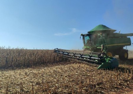 Colheita do milho avança e alcança 40% da área total no MS