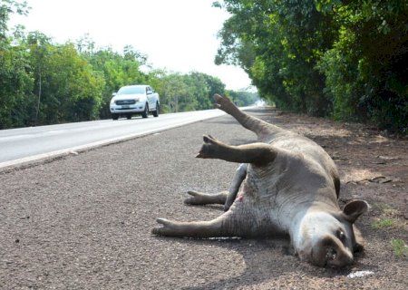PMA registra 16 atropelamentos de animais em rodovias na região pantaneira