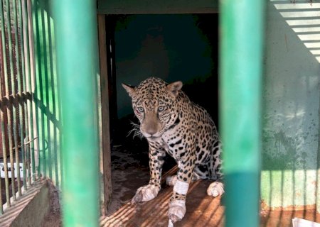 Onça-pintada ferida é resgatada em fazenda no Pantanal de MS