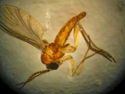 Saúde confirma óbito fetal por transmissão vertical de Oropouche