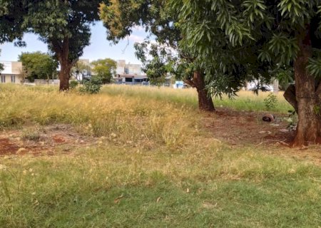 Homem é encontrado morto embaixo de árvore em Dourados