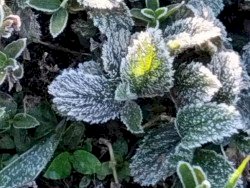 Dourados tem menor temperatura do ano e geada atinge 41 municípios de MS