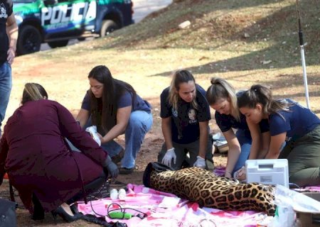 Onça-pintada Miranda passa por exames e continua em tratamento no Ayty
