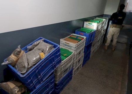 Homem é preso em ação conjunta com quase 1 tonelada de maconha na fronteira
