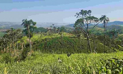 Lavouras de maconha que abasteciam favelas brasileiras são destruídas no Paraguai