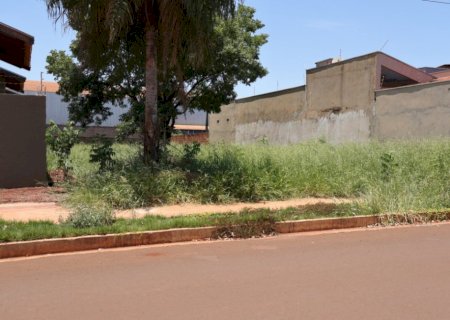 Proprietários de terrenos são notificados pela pefeitura e têm 15 dias úteis para limpeza