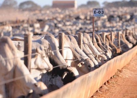 Boiada nutrida: como ajustar alimentação na mudança da seca para as águas