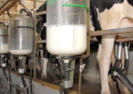 Governo inicia programa para melhorar rebanho e aumentar produção de leite