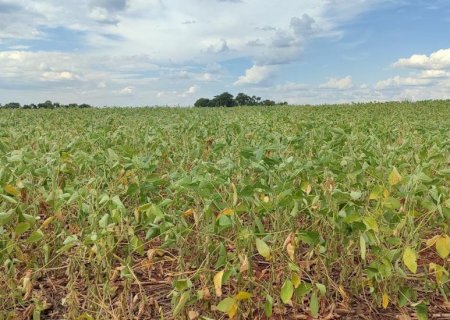 Safra de soja 24/25: cerca de 30 municípios foram impactados com a falta de chuva