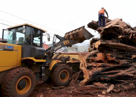 Prefeitura começa remover tronco de seringueira e local será revitalizado