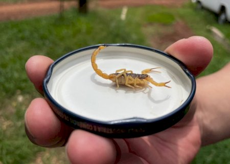 Verão favorece proliferação de escorpiões e CCZ orienta população