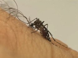 Casos de dengue saltam para 1.127 com três mortes neste ano em Mato Grosso do Sul