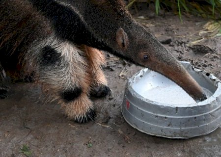 Tamanduás tratados pelo Imasul ganham nova chance na natureza
