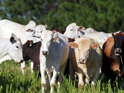 Preço da arroba do boi caiu até 6,7% em fevereiro; o que esperar de março?