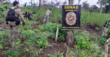 Ofensiva contra o narcotráfico elimina 51t de maconha na fronteira de MS