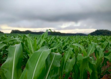 Alta na produção de soja desta MS; milho preocupa por clima e custo elevado