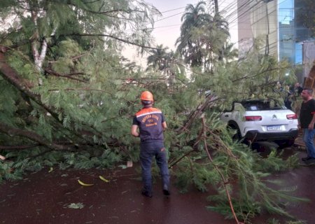 Árvore cai durante chuva e atinge veículo na Hayel Bon Faker