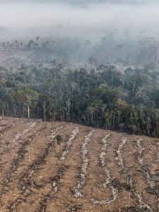 STF permite desapropriação de terra por incêndio ilegal e desmatamento