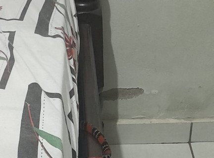 PMA captura cobra coral em residência de Dourados