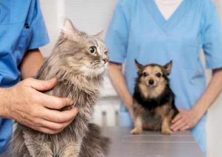 Estado capacita equipes para atuar em Caravana animal