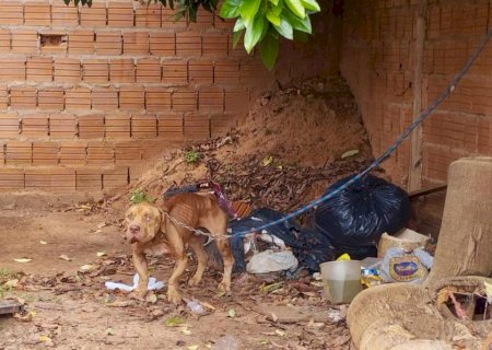 Homem de 26 anos é preso em flagrante por maus-tratos contra pitbull