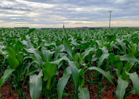 Plantio do milho se aproxima da reta final em Mato Grosso do Sul