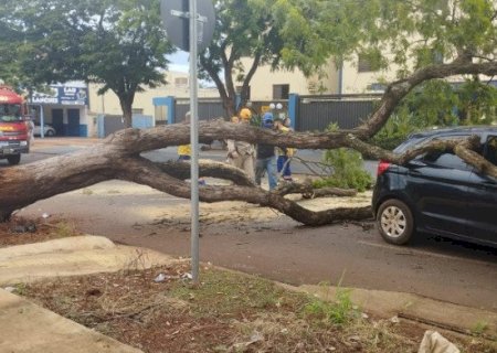 Árvore cai e atinge carro em cruzamento da área central de Dourados