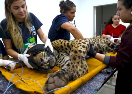 Onça que matou e devorou caseiro no Pantanal chega a Centro de Reabilitação