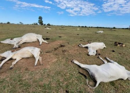 Proximidade de frio intenso alerta para risco de morte de animais por hipotermia