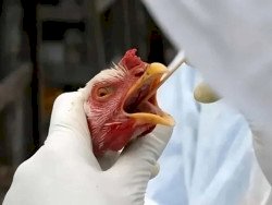 Suspeita de influenza aviária é descartada em municípios de MS