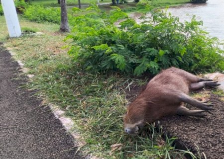 Capivara é encontrada morta no Parque Antenor Martins