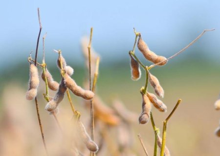 Mesmo com estiagem em 52% da área produtiva, MS colhe soja acima do esperado