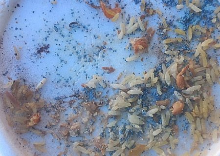 Polícia investiga envenenamento de 3 cães em Dourados; suspeito é identificado