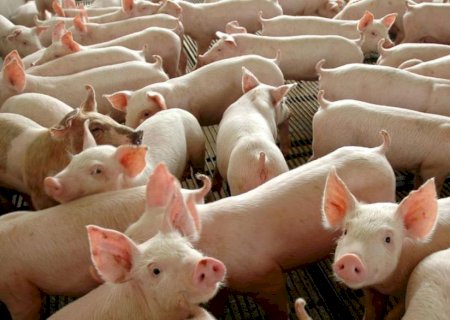 Exportações de carne suína crescem 13,7% em maio