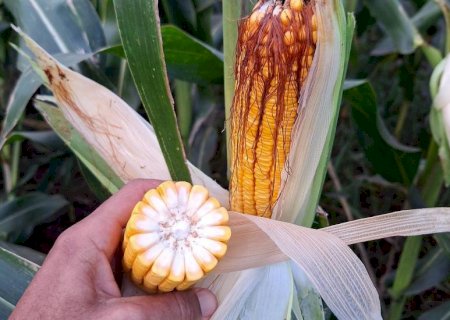 Lavouras de milho no sudeste e sul-fronteira estão abaixo do potencial das demais regiões