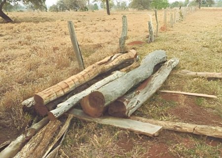 Justiça abre investigações para apurar desmatamento e exploração de madeira nativa