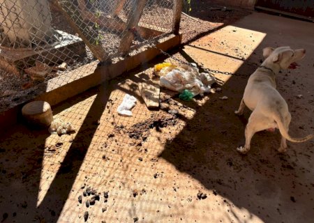Polícia resgata pitbull mantido em corrente e indicia tutor por maus tratos