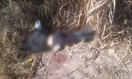 Mulher é encontrada morta em matagal com sinais de perfurações de faca e tortura