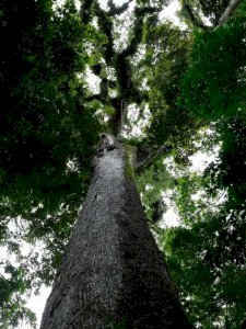 Lula sanciona lei do licenciamento ambiental com 63 vetos