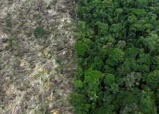Brasil perdeu 111,7 milhões de hectares de áreas naturais em 40 anos