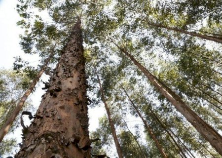 Demanda por celulose faz valor do eucalipto subir 30,6% em um ano