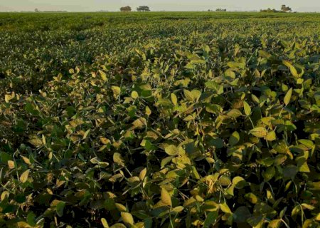 Homem que estava desaparecido é encontrado morto em plantação de soja no interior de MS