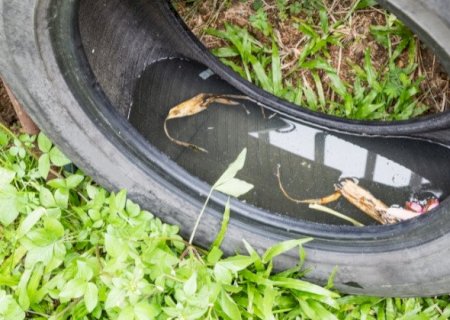 Mato Grosso do Sul registra 780 casos prováveis de dengue em 2026